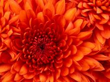 test image